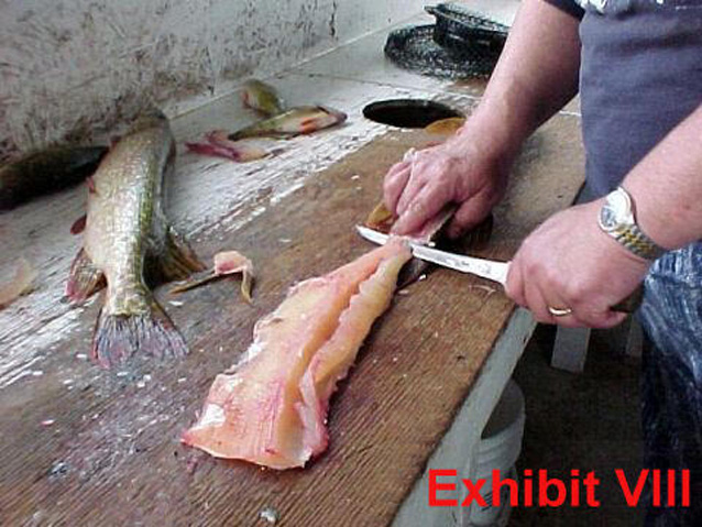 How to Fillet Northern Pike & Take Out Y-Bones